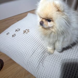 Blazina za kužke Pet Cody