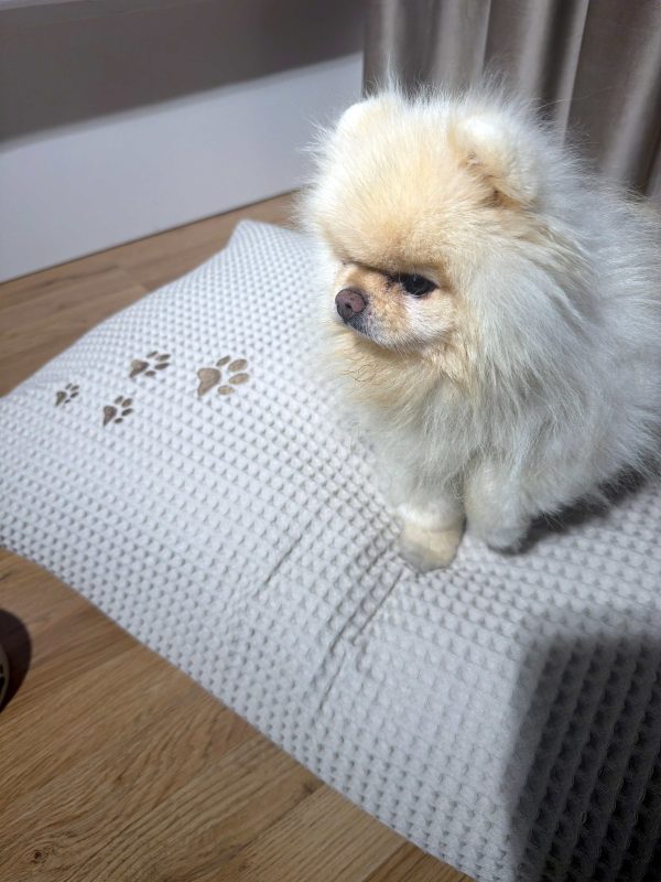Blazina za kužke Pet Cody